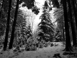 20181231_104849_20190105_2013618404